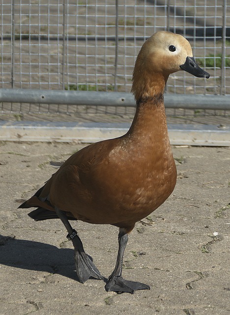 理层重新审