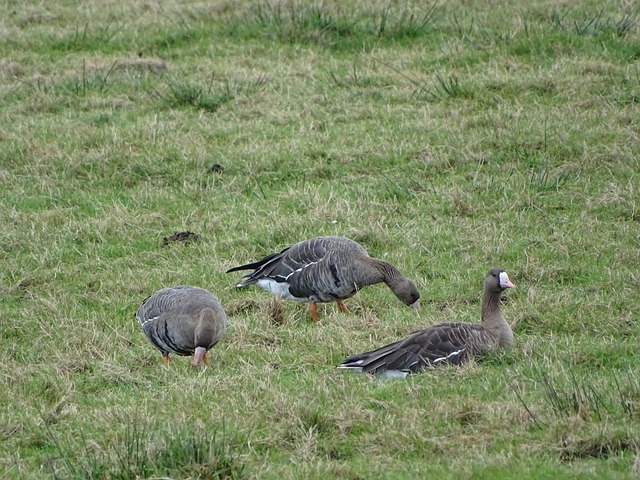 对中锋角色 对中锋角色